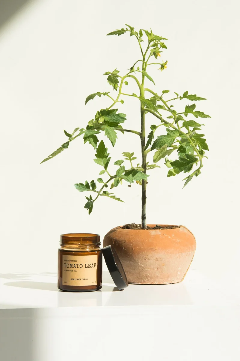Tomato Leaf & Oregano Candle Set - Imagen 3